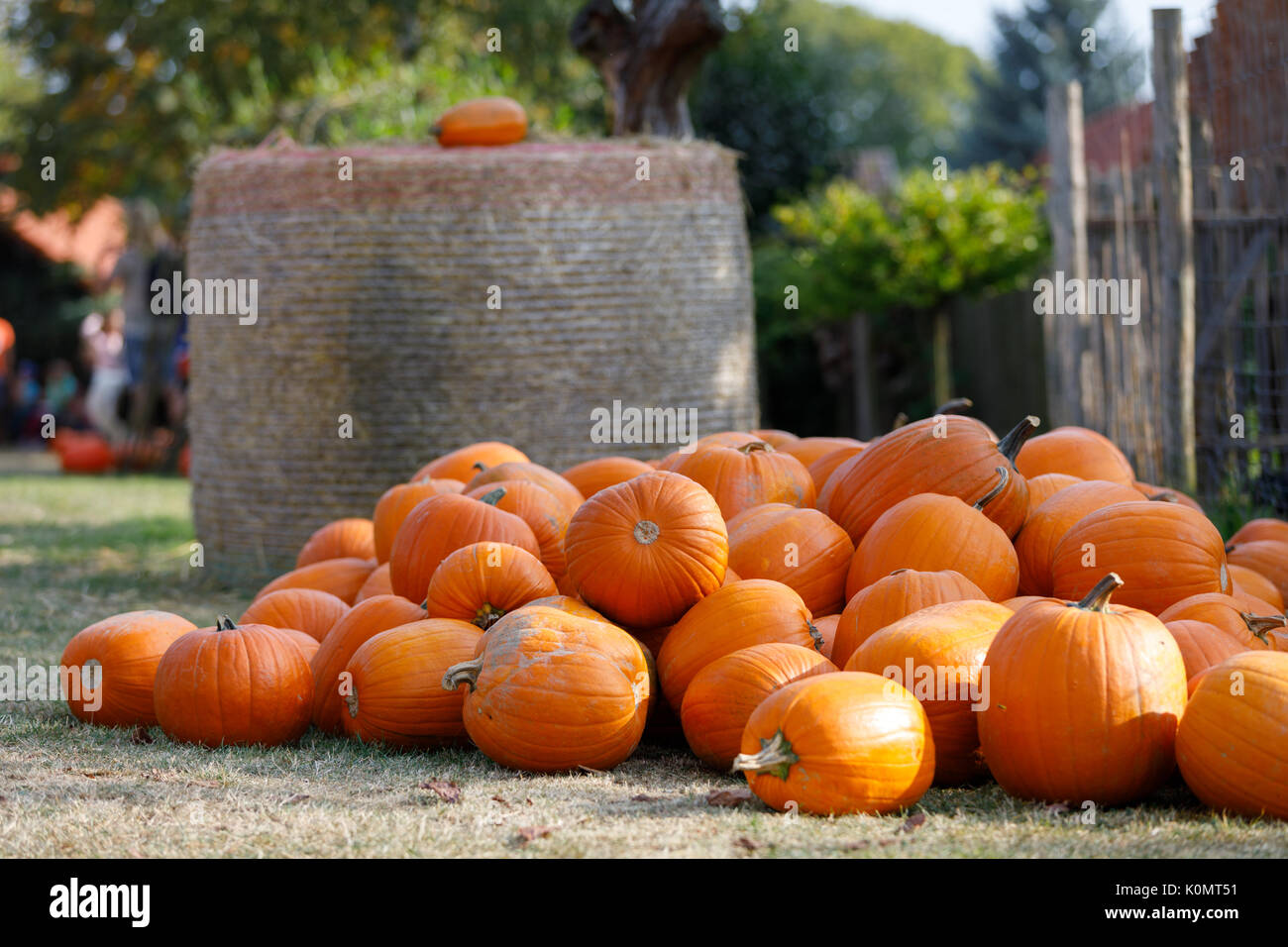 ripe autumn pumpkins on the farm as pleasing fall still life. Rural ...