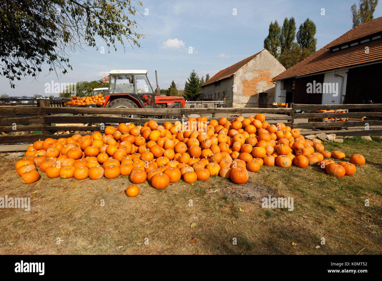 ripe autumn pumpkins on the farm as pleasing fall still life. Rural ...