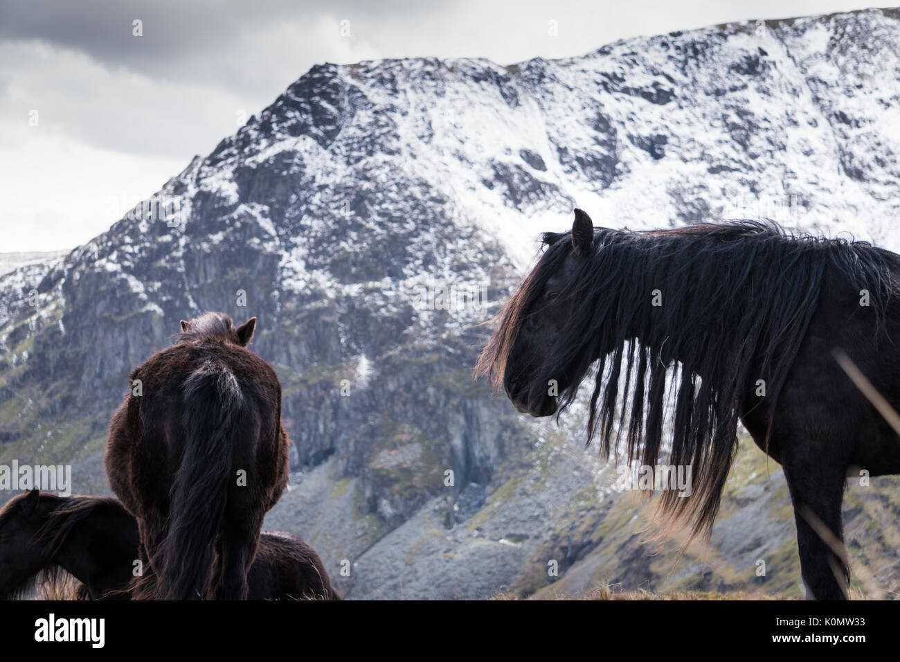 Hike with horses hi-res stock photography and images - Alamy