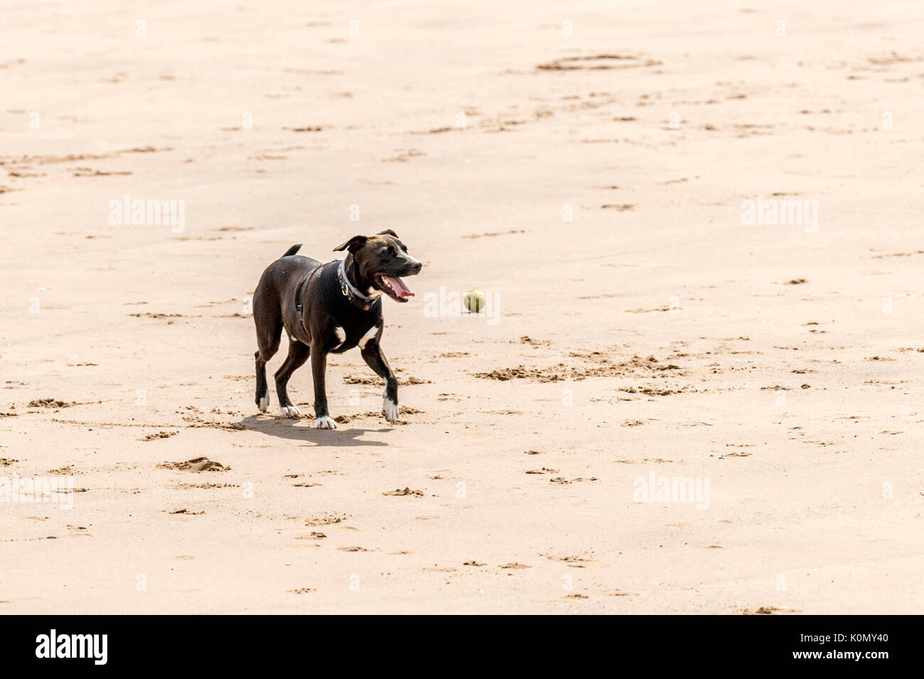 Who let the dogs out! Dogs on the beach exercising, playing, running, jumping and frolicking on beautiful summer's day on one of Devon's finest beach. Stock Photo