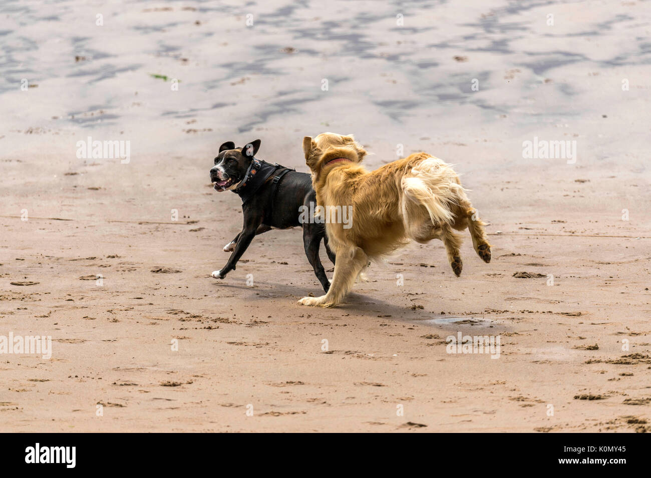 Who let the dogs out! Dogs on the beach exercising, playing, running, jumping and frolicking on beautiful summer's day on one of Devon's finest beach. Stock Photo