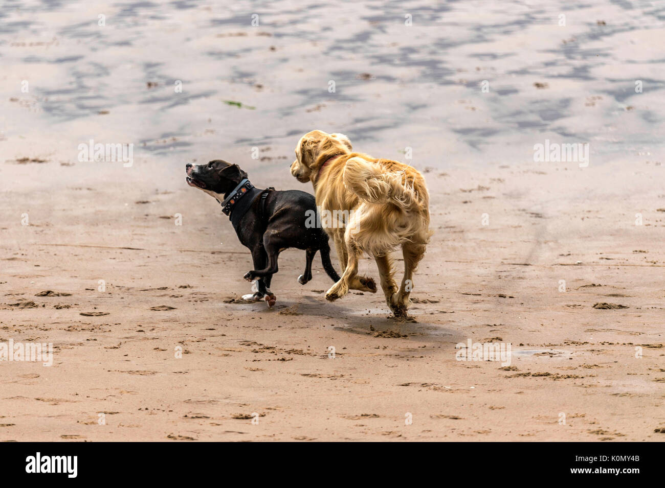 Who let the dogs out! Dogs on the beach exercising, playing, running, jumping and frolicking on beautiful summer's day on one of Devon's finest beach. Stock Photo