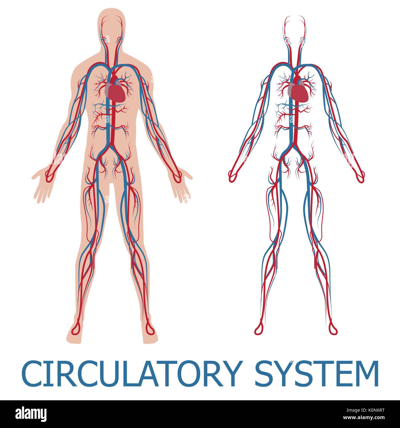 human circulatory system. vector illustration of blood circulation in human  body Stock Vector Image & Art - Alamy