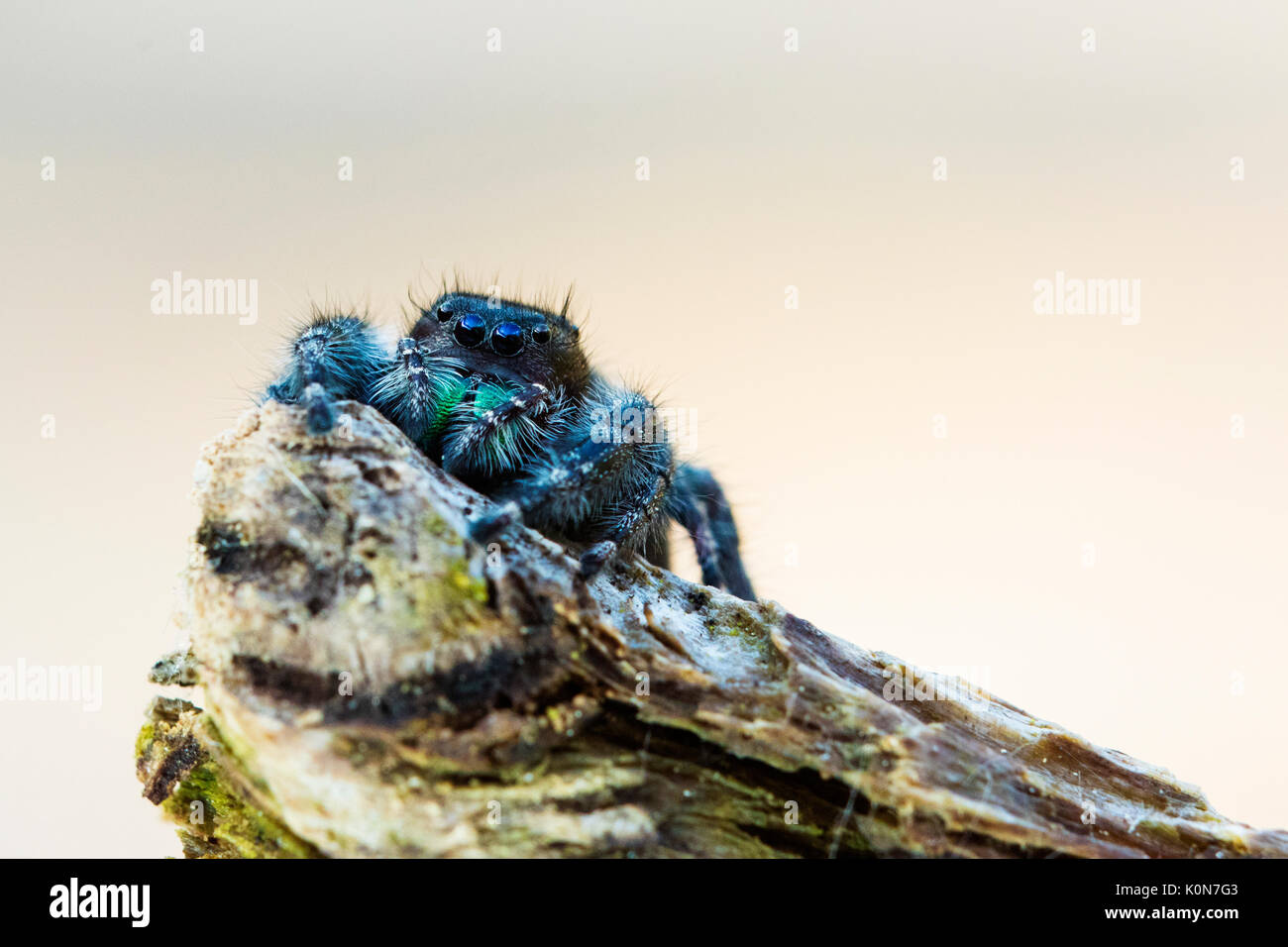 Audax body hi-res stock photography and images - Alamy