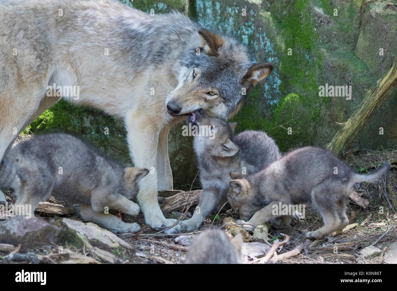 Timber wolf family Stock Photo - Alamy