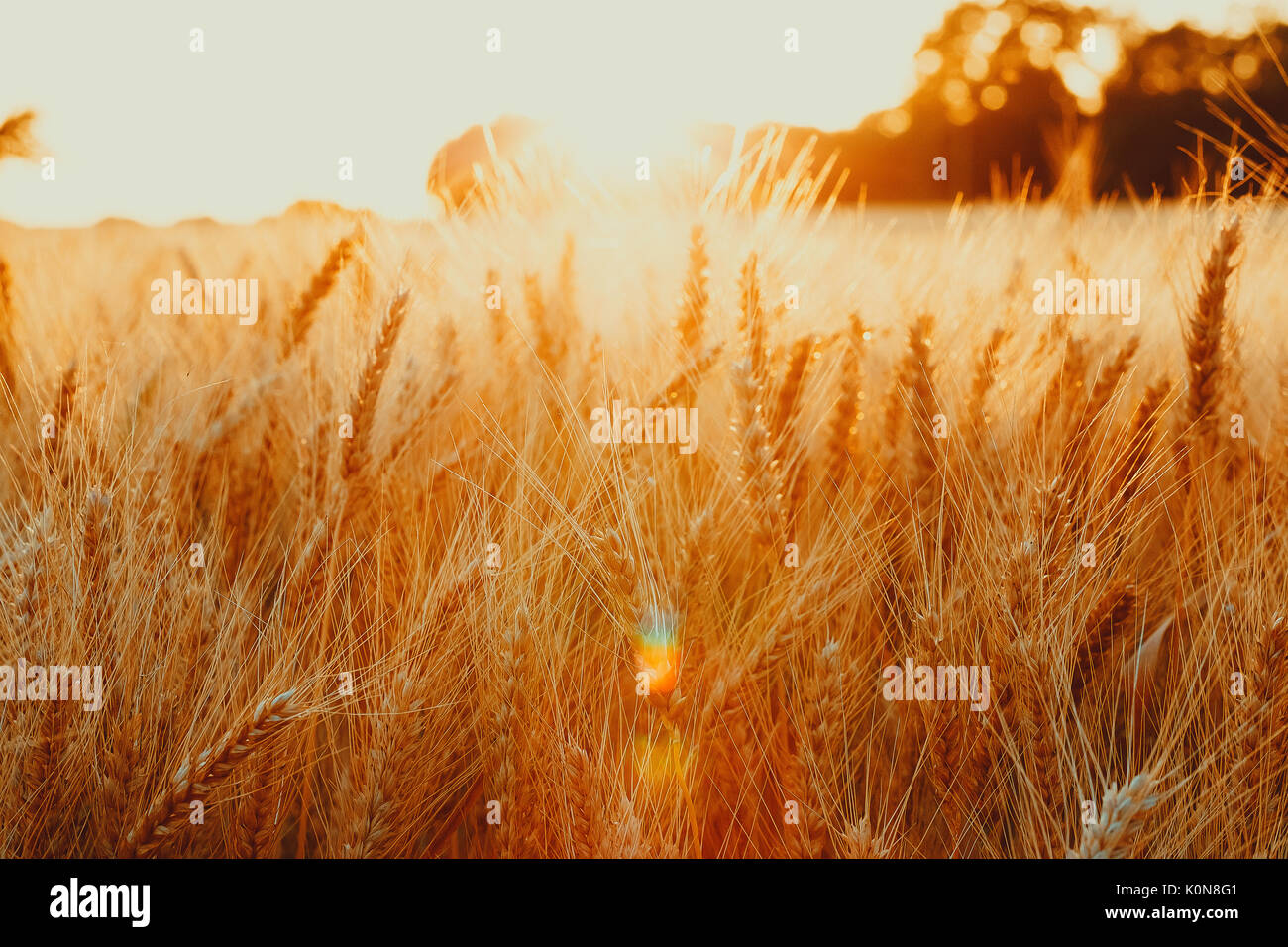 В тишине полей наливаются золотом колосья. Золотая пшеница на закате. Закат солнца с золотистыми колосьями. Картина Золотая пшеница на переднем плане. Пшеничное поле фон для предметной съемки.