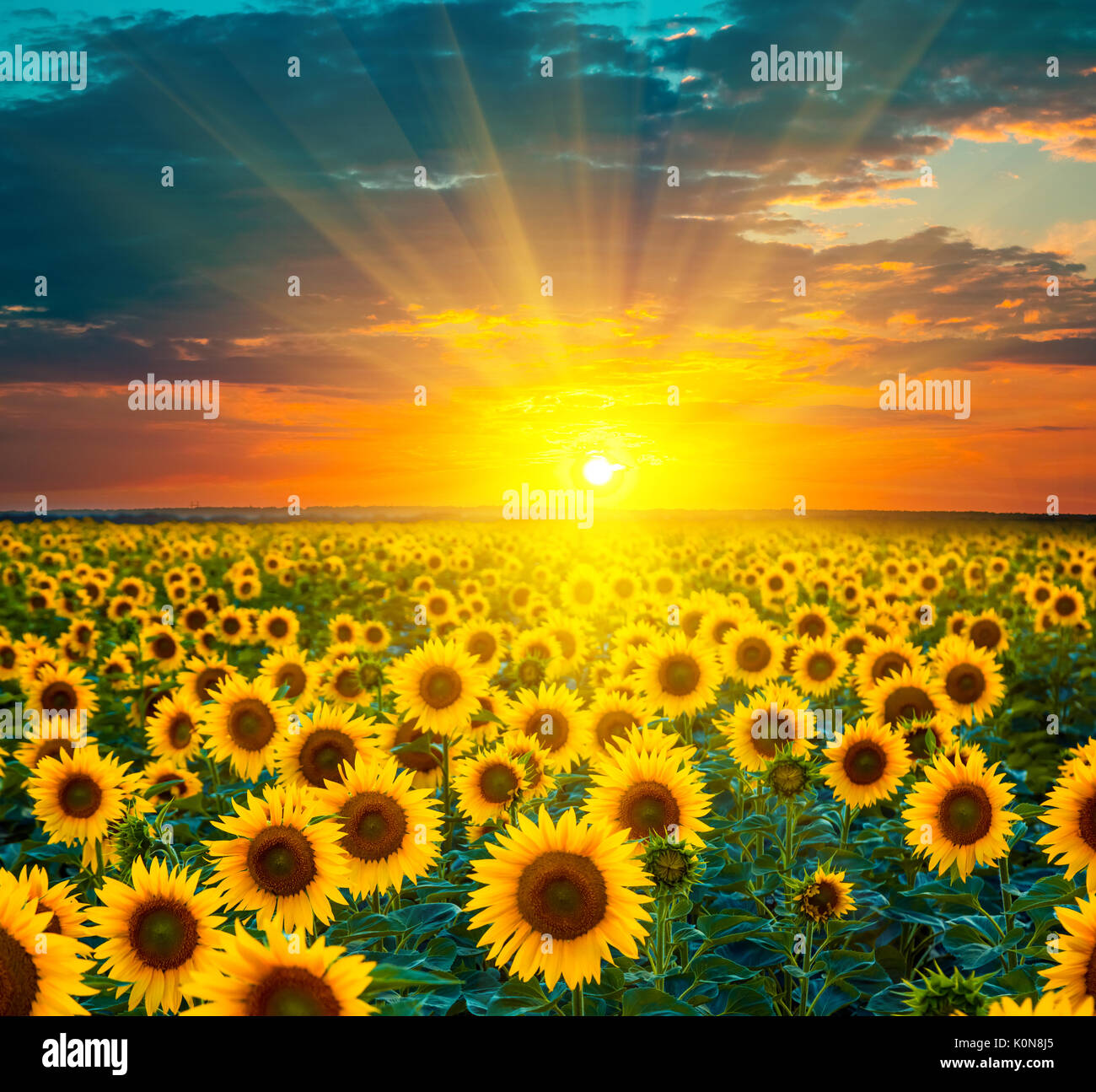 Sunrise sunflowers hi res stock photography and images Alamy
