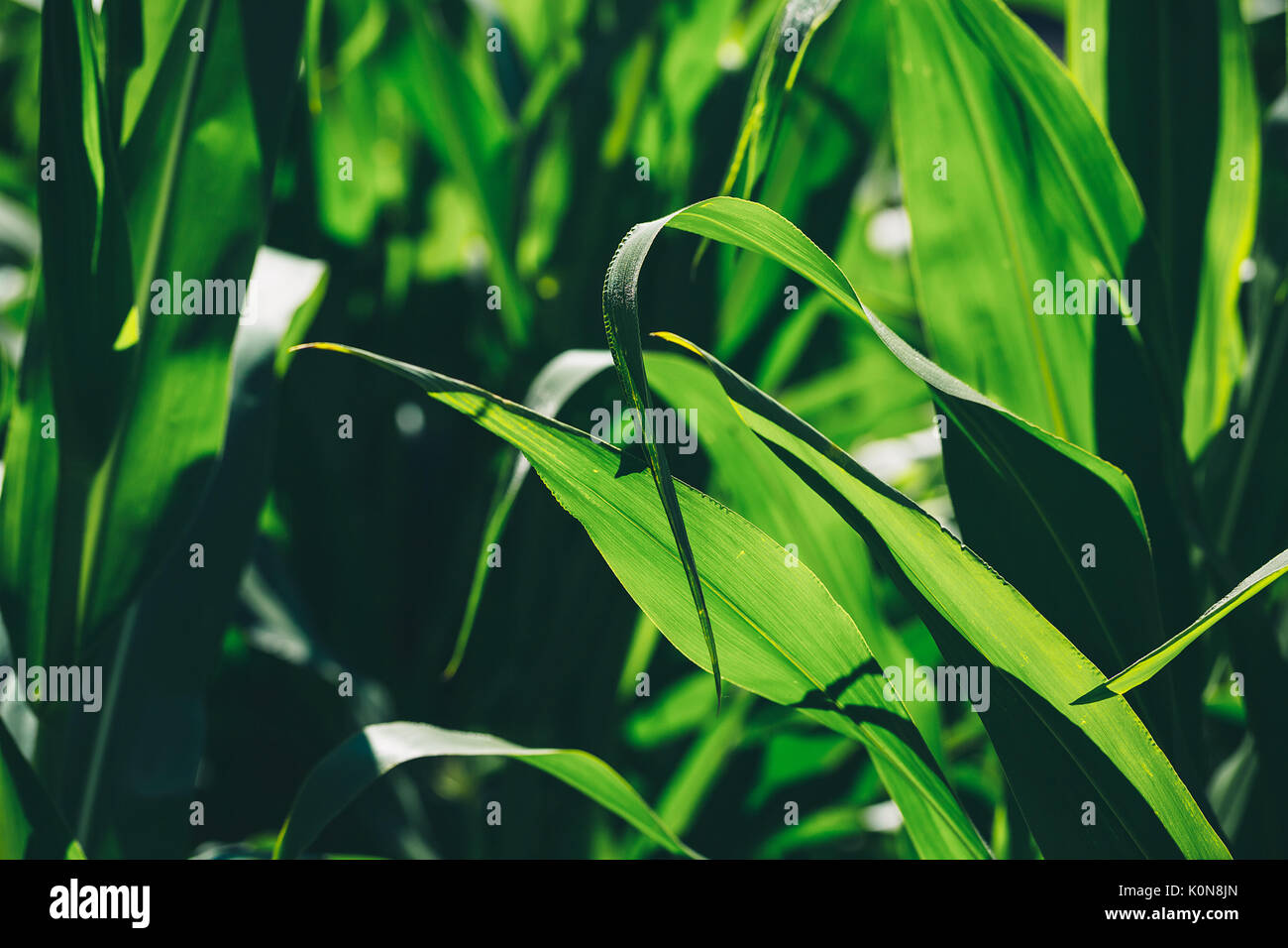 Beautiful corn field on blue sky background Stock Photo - Alamy
