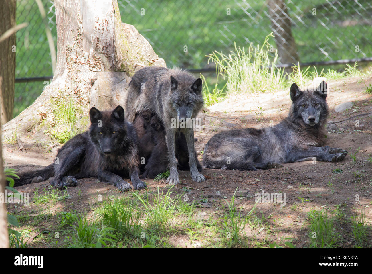 black wolves in summer Stock Photo