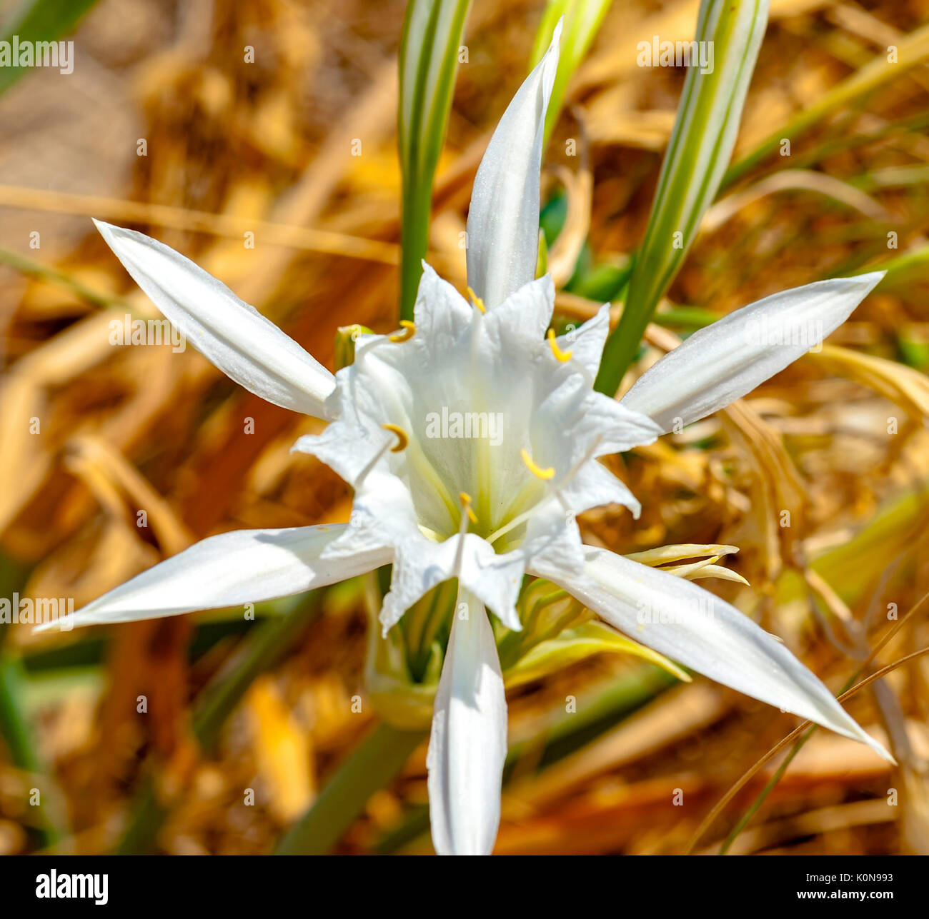 Sea lily, herbaceous plant with white flowers, large and scented, blooming in July and August, on the beach dunes of the park 'Coast Dune' Stock Photo