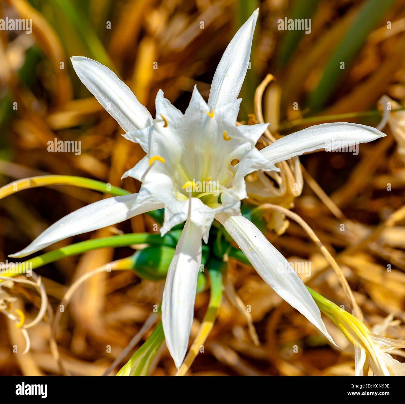 Sea lily, herbaceous plant with white flowers, large and scented, blooming in July and August, on the beach dunes of the park 'Coast Dune' Stock Photo