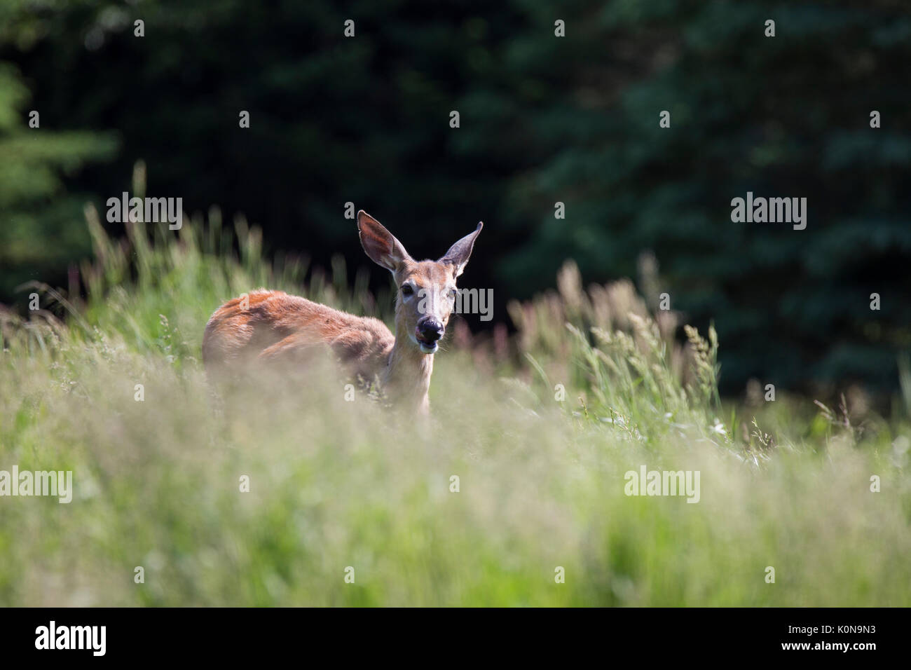 whitetail deer doe Stock Photo