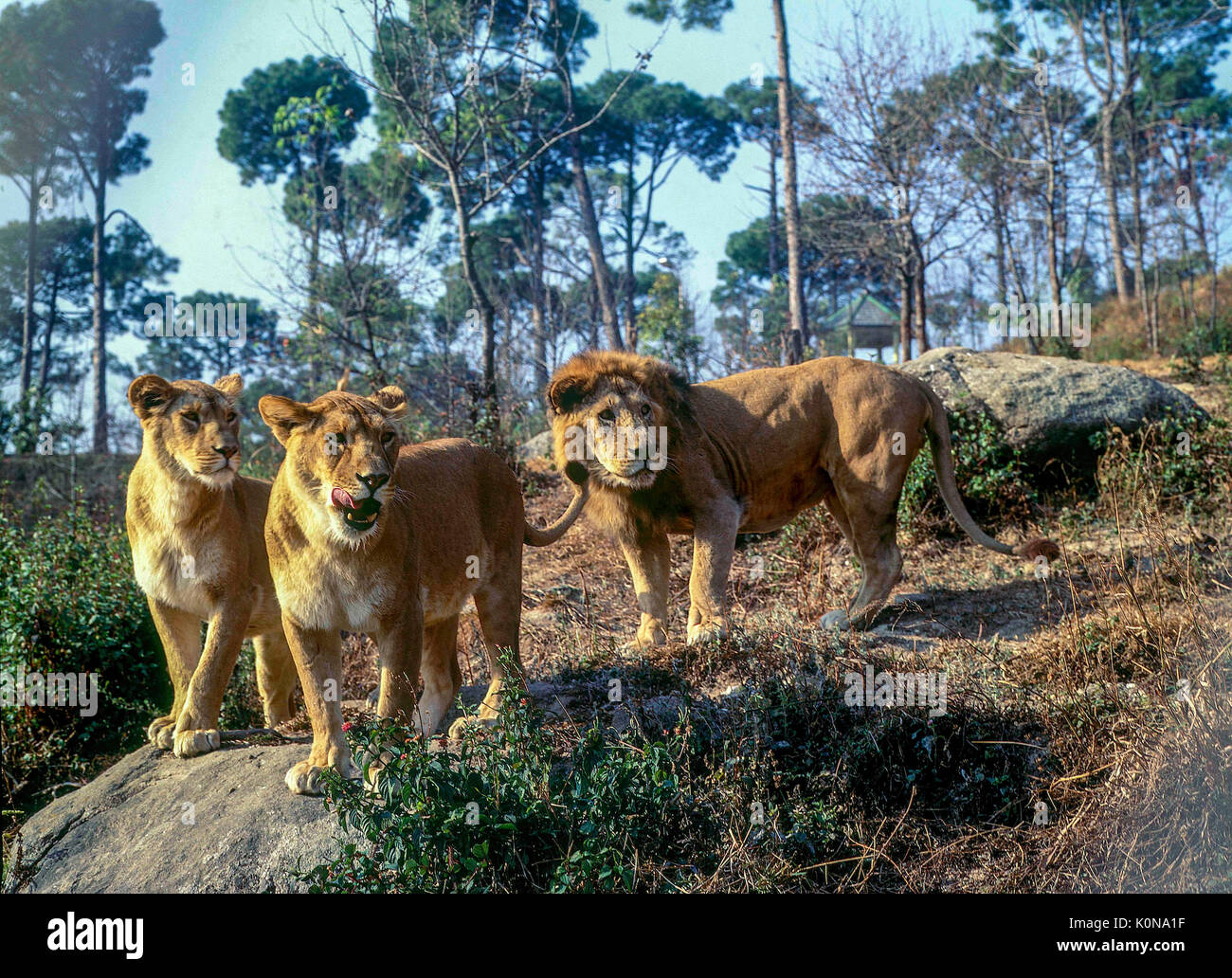 Lion Gopalpur Zoo himachal pradesh, India, Asia Stock Photo - Alamy