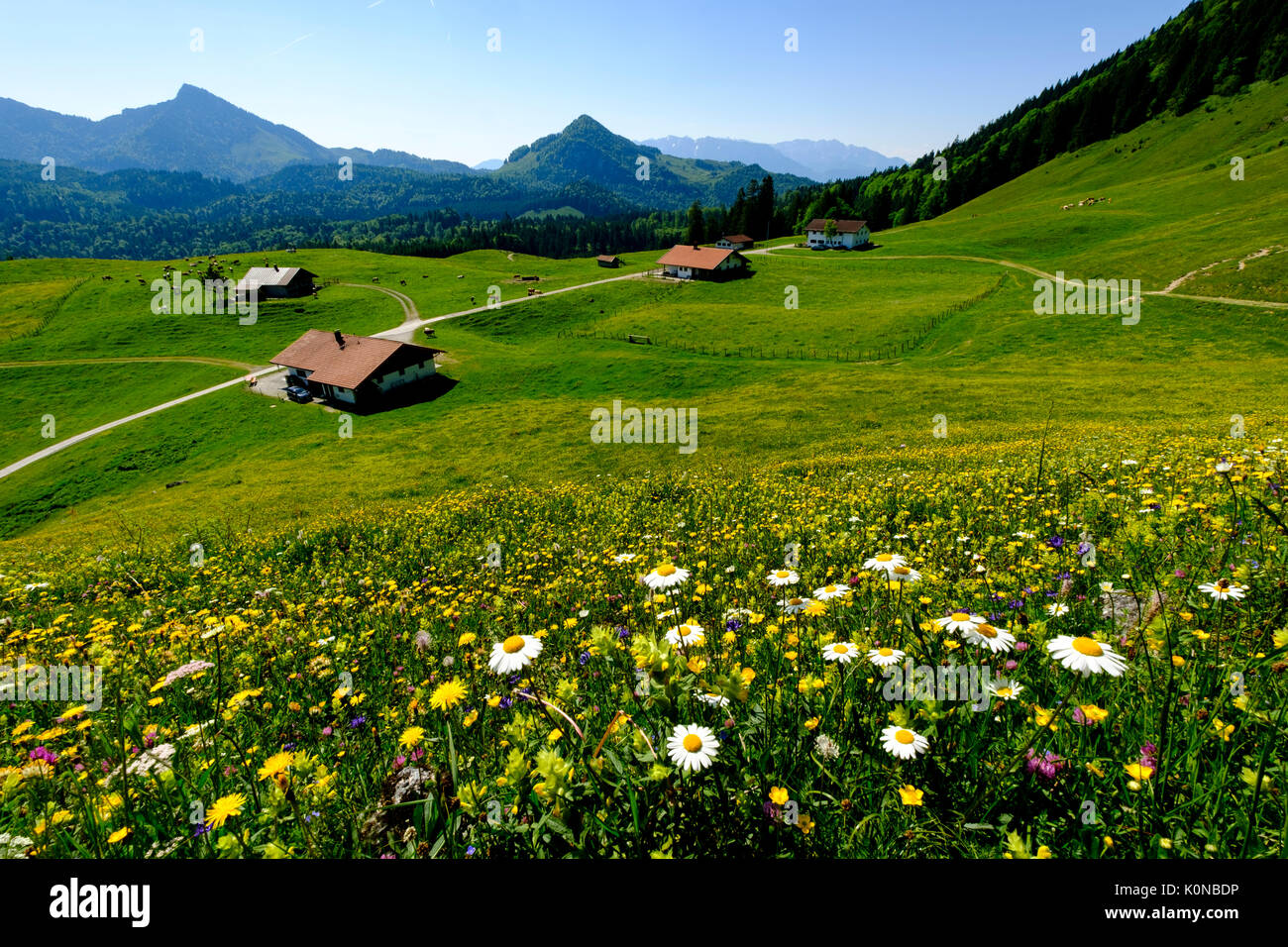 Bayern Blumen High Resolution Stock Photography and Images - Alamy