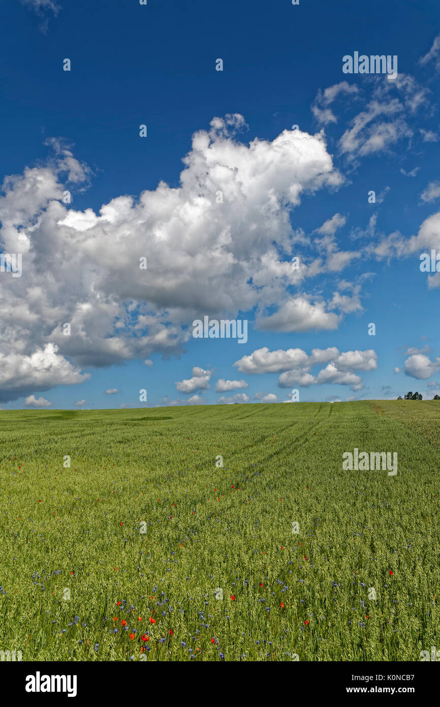 Germany, Mecklenburg-Western Pomerania, Rugen, Fields near Gager Stock Photo