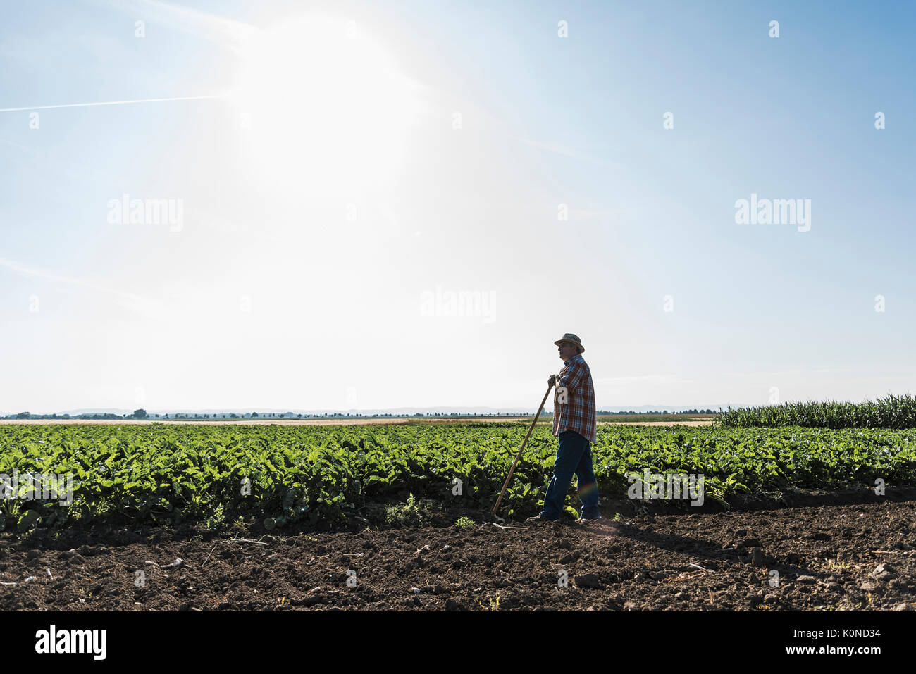 Senior farmer standing in front of a field Stock Photo - Alamy