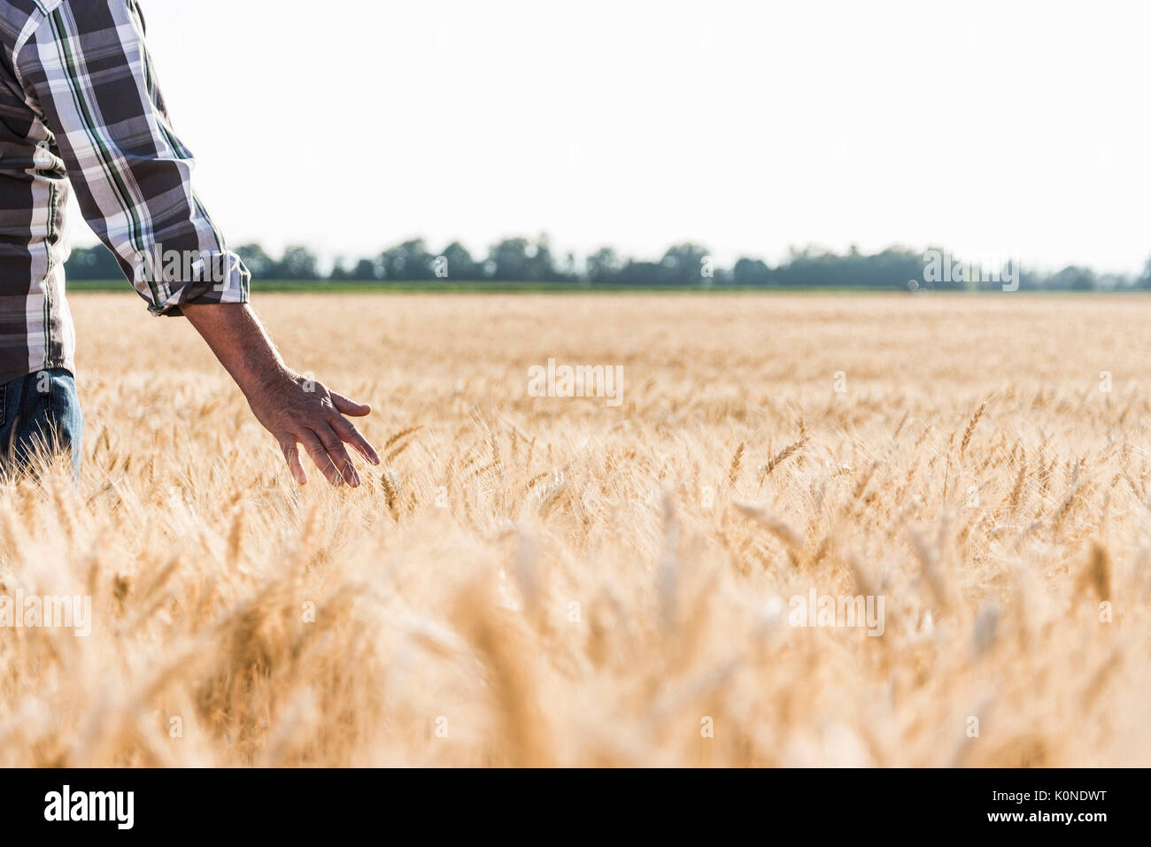 Farmer touching ear wheat hi-res stock photography and images - Alamy