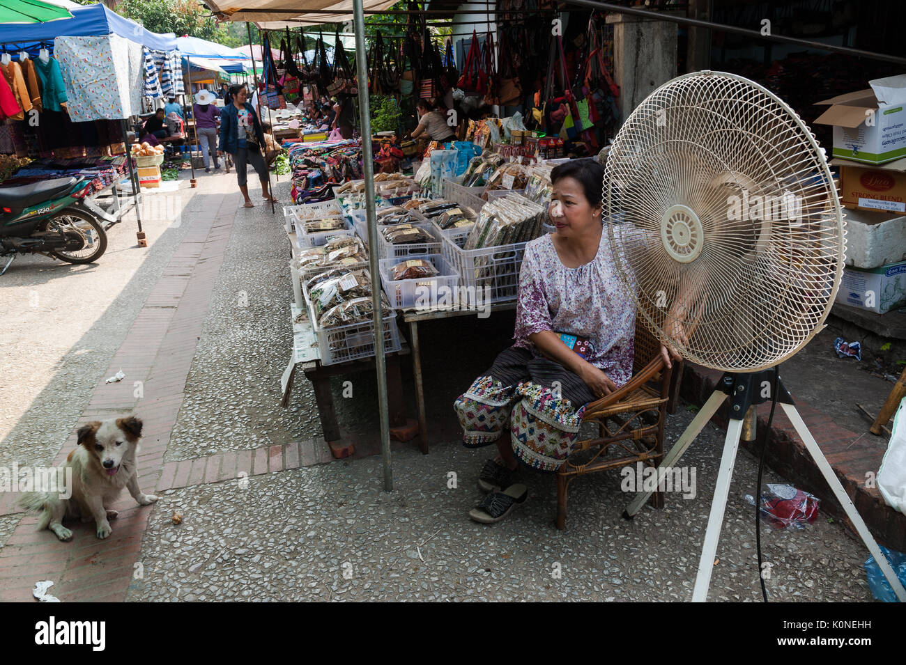 Do Fans Help Dogs Cool Down