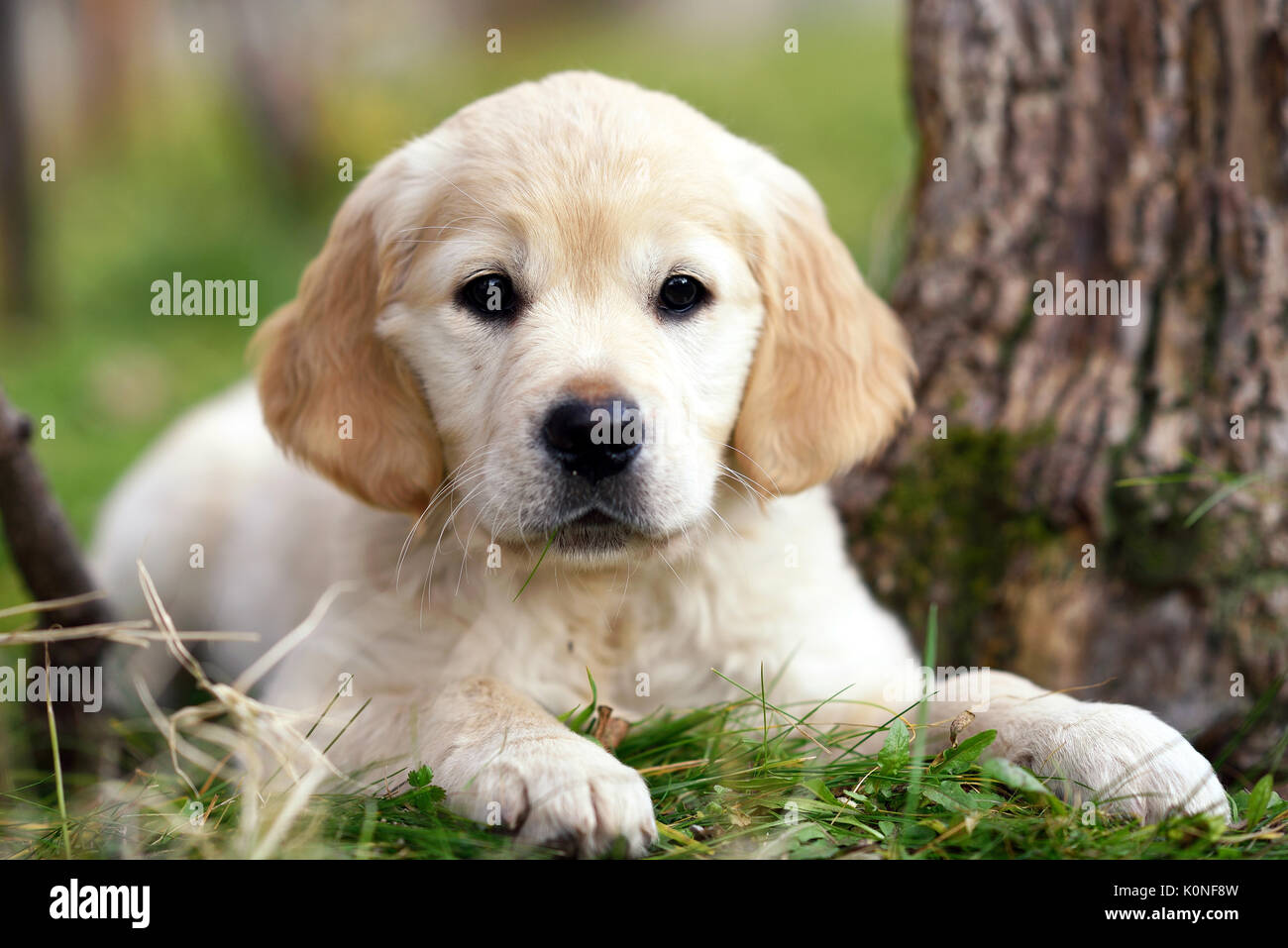 Young golden retriever puppy lying on grass outdoors at the foot of a ...