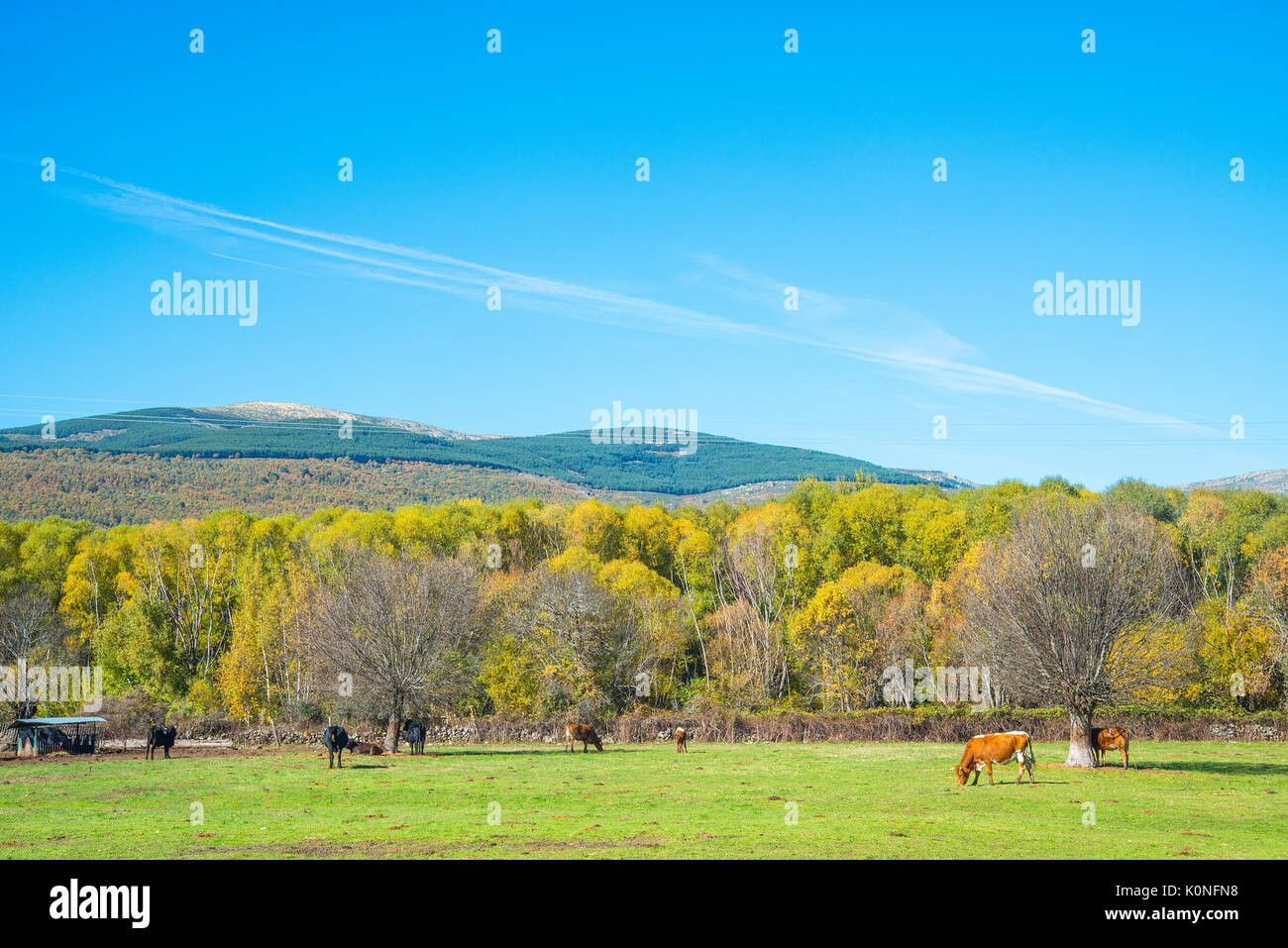 Cows grazing in the meadow. Sierra de Guadarrama National Park, Rascafria, Madrid province, Spain. Stock Photo