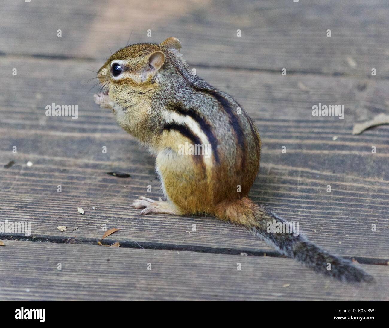 Photo of a cute funny chipmunk eating something Stock Photo