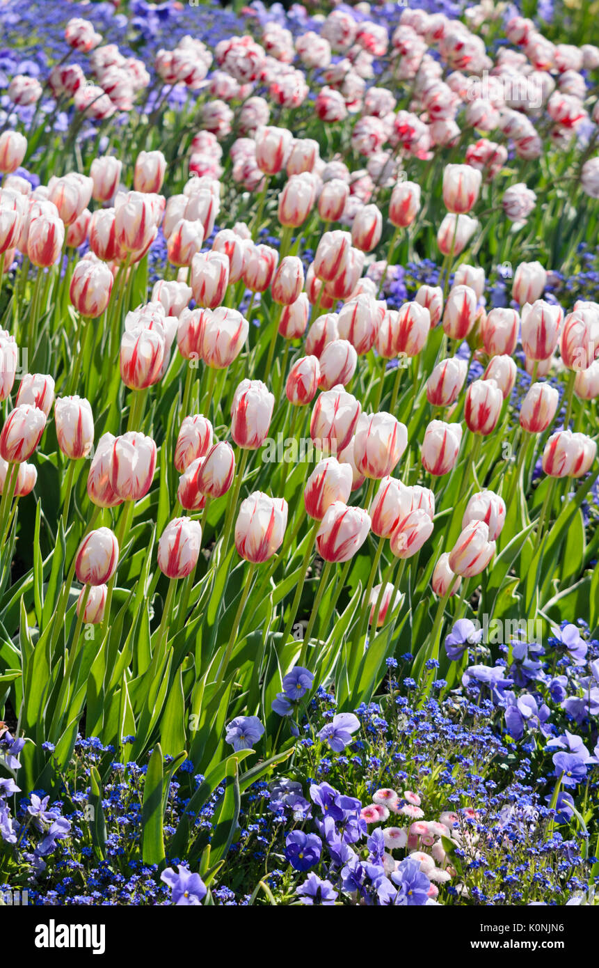 Triumph tulip (Tulipa Happy Generation) Stock Photo