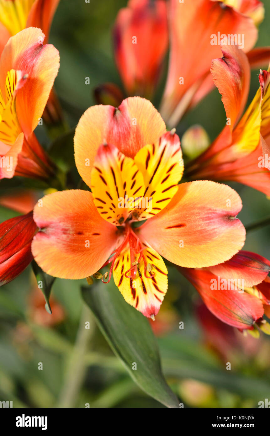 Peruvian lily (Alstroemeria Indian Summer) Stock Photo