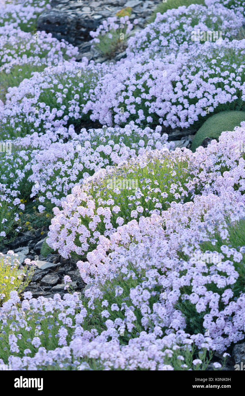 Persian stone cress (Aethionema grandiflorum) Stock Photo