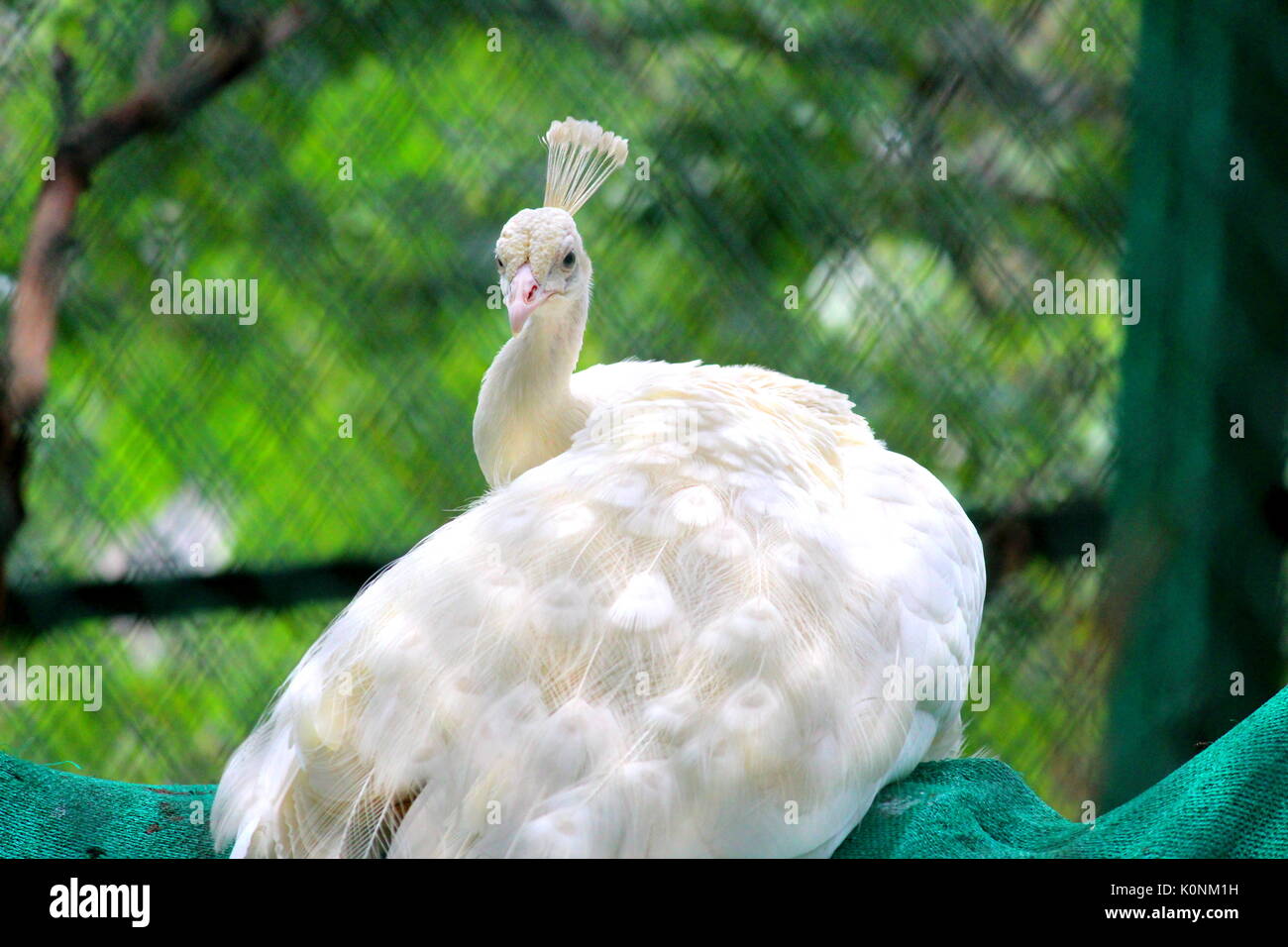 Wildlife collection of herbivore & carnivore animals with natural ...