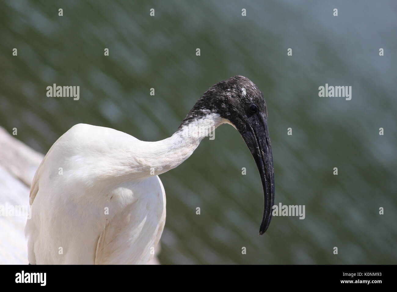 Wildlife collection of herbivore & carnivore animals with natural moments & expression caught in jungle. Stock Photo