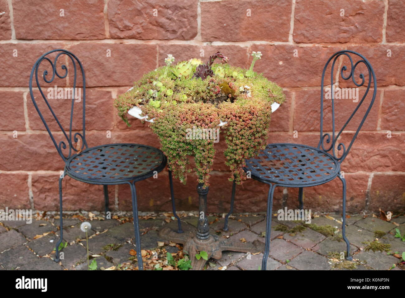 Hauswurz und Steinbrech wachsen wild und romantisch auf einem alten Stuhl und Tisch Stock Photo