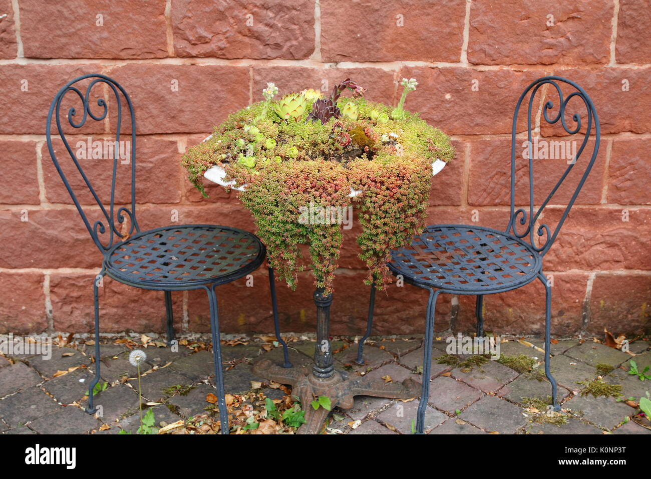 Hauswurz und Steinbrech wachsen wild und romantisch auf einem alten Stuhl und Tisch Stock Photo