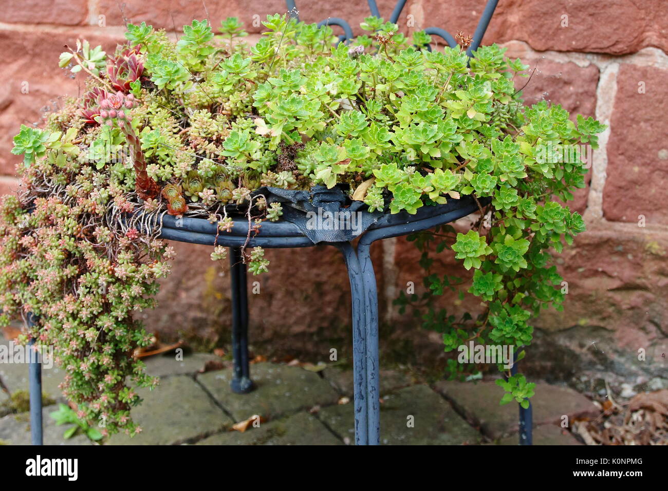 Hauswurz und Steinbrech wachsen wild und romantisch auf einem alten Stuhl und Tisch Stock Photo