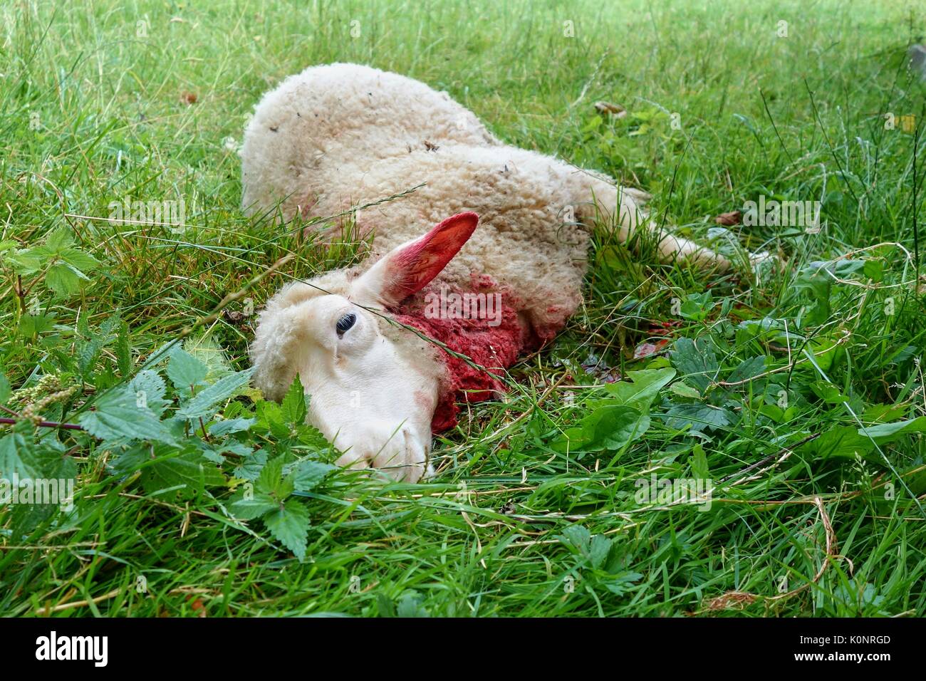 Killed sheep, Dog or wolf attack. Stock Photo