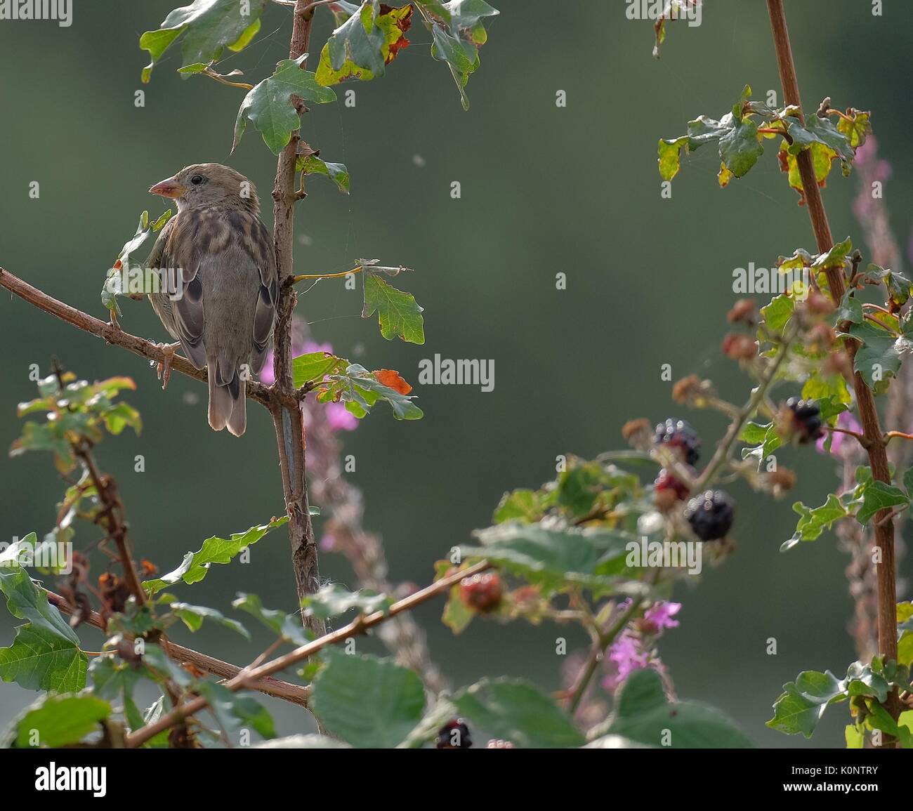sparrows eating blackberries and other plants Stock Photo Alamy