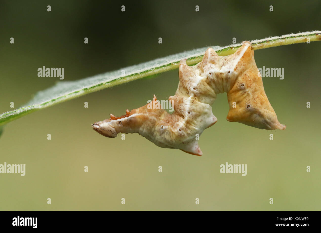 A beautiful Pebble Prominent Moth Caterpillar (Notodonta ziczac) resting during the day on a leaf. Stock Photo