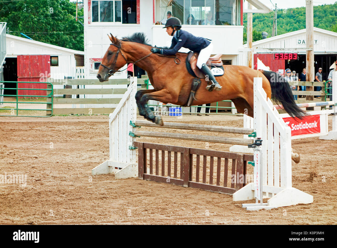 Horse jumping over fence hires stock photography and images Alamy