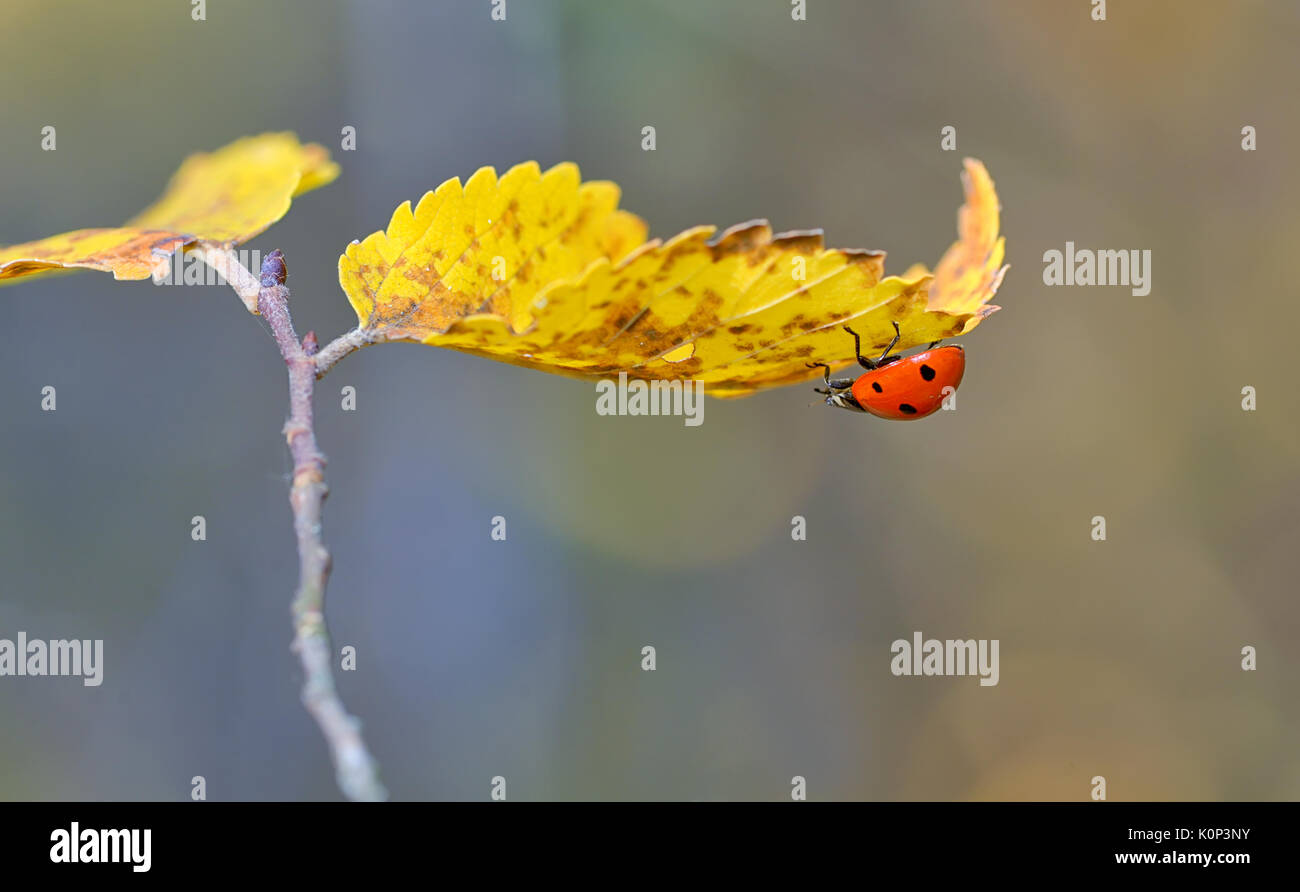Ladybug on leaf in autumn time Stock Photo