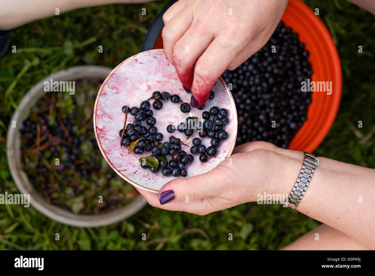 Peel the blueberries after picking up Stock Photo Alamy