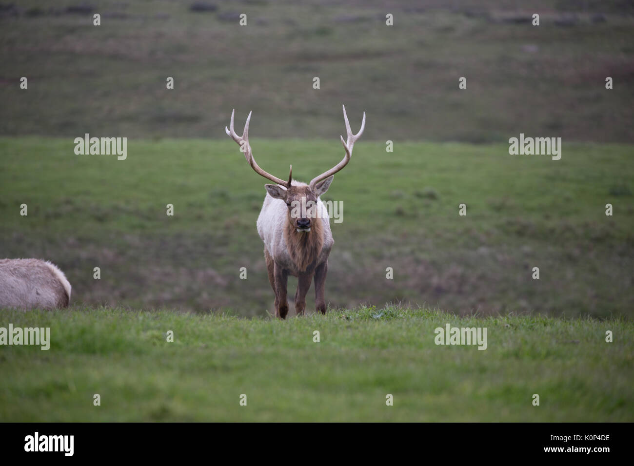 Large rack of antlers hi-res stock photography and images - Alamy