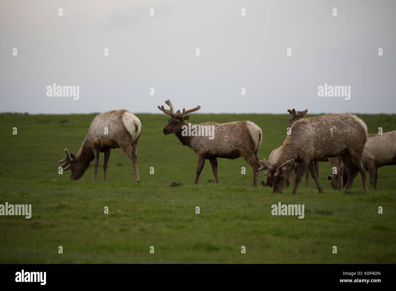 Herd of Wild Tule elk with young male roaming grasslands in Point Reyes National Seashore Stock Photo