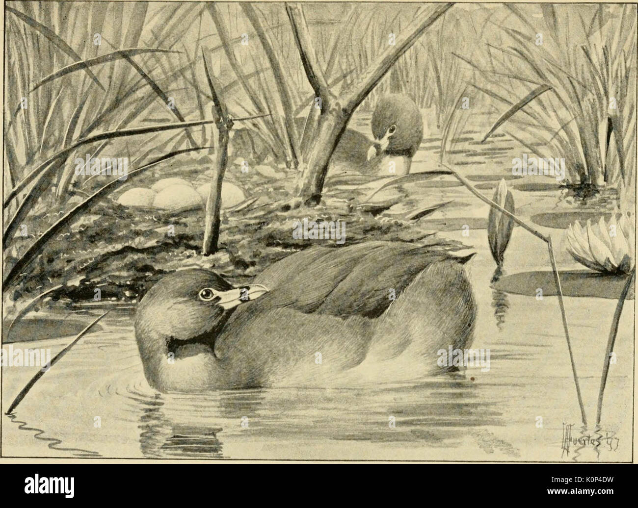 "Song birds and water fowl" (1897) Stock Photo