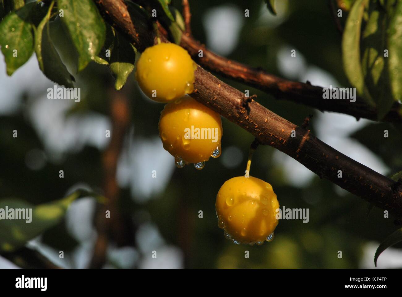 The Yellow plum Stock Photo Alamy
