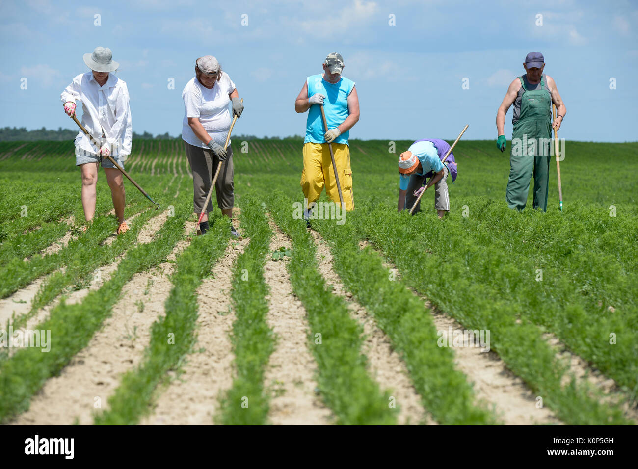 POLAND, Rusiec, herb and spices cultivation and trade , farm worker weeding manually a herb cultivation Stock Photo