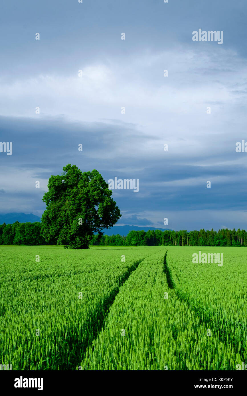 Tractor track marks left in agricultural wheat field Stock Photo - Alamy