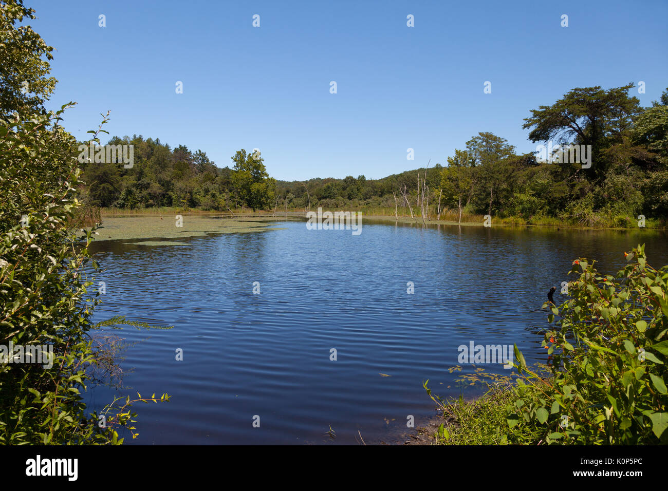 View of the beaver pond and North Cumberland WMA Stock Photo