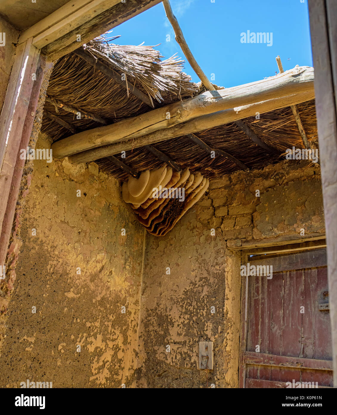 A Wild Beehive In An Abandoned Farmhouse In Southern Africa