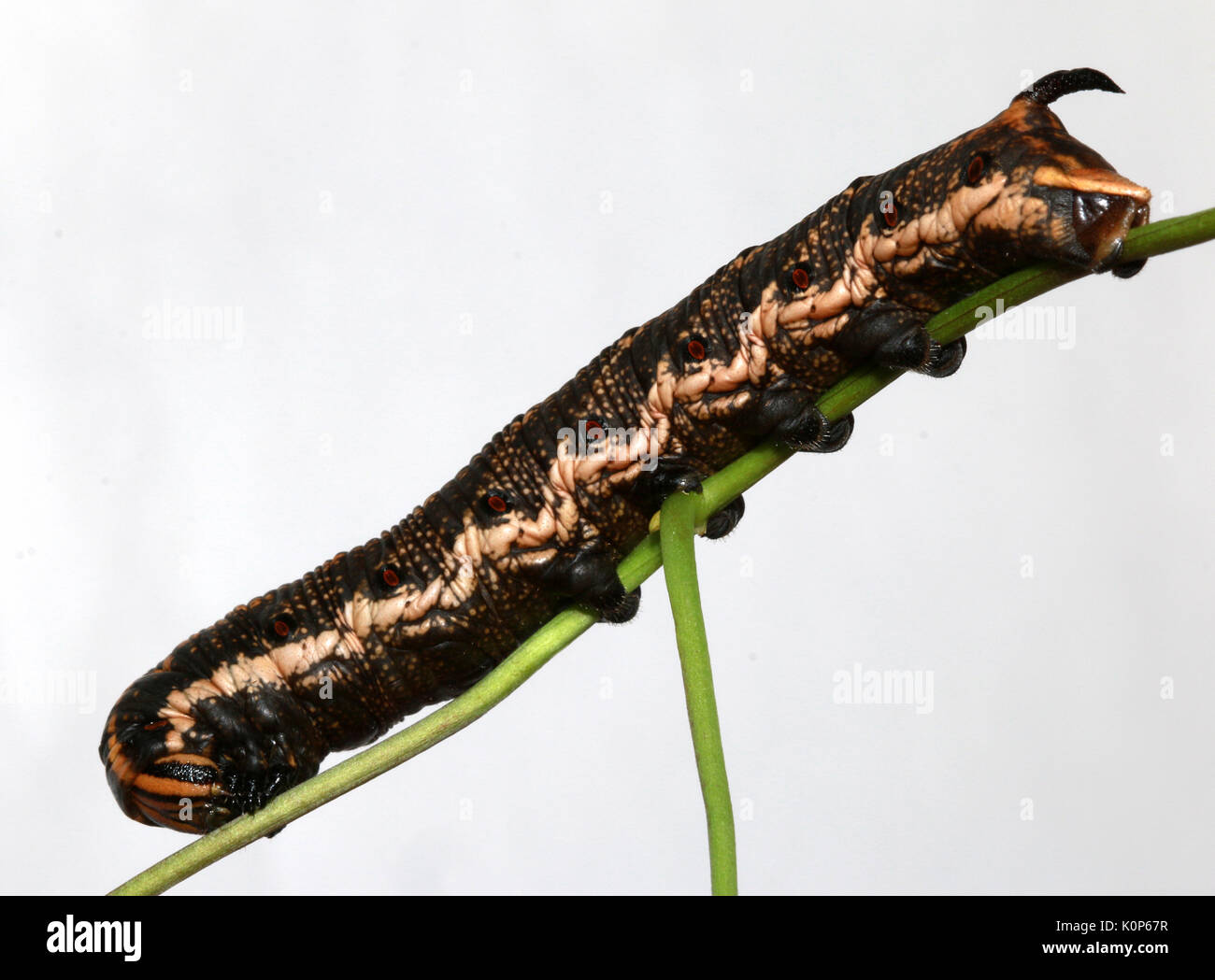 Caterpillar of Convolvulus Hawk Moth Stock Photo