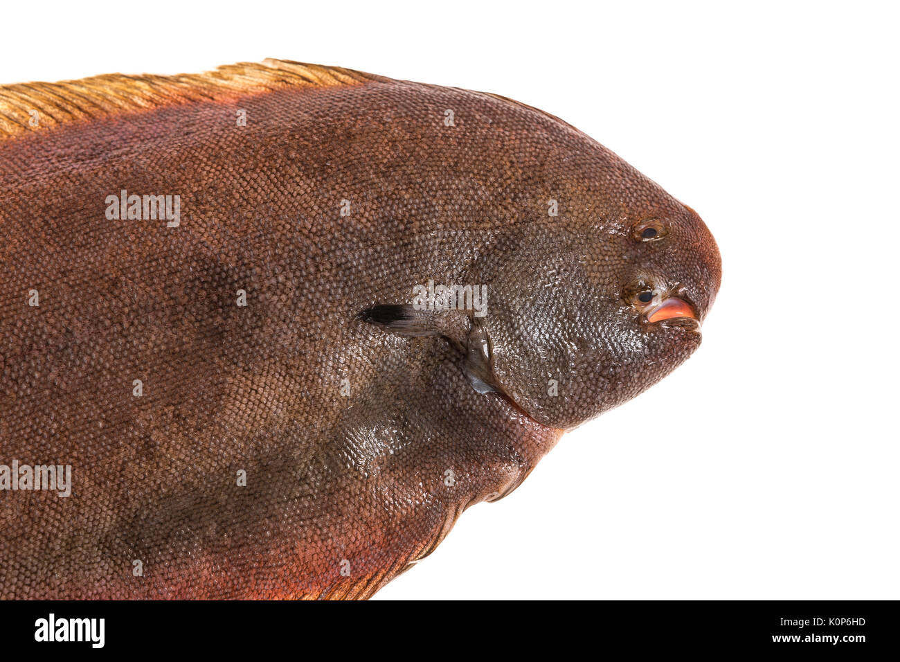 Sole fish hires stock photography and images Alamy