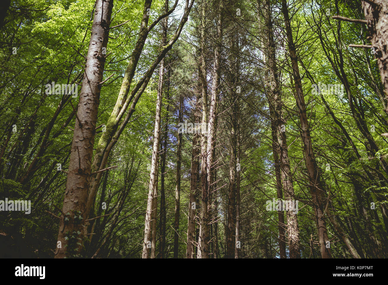 Low angle view of trees growing in forest Stock Photo